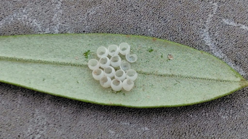 クサギカメムシの卵