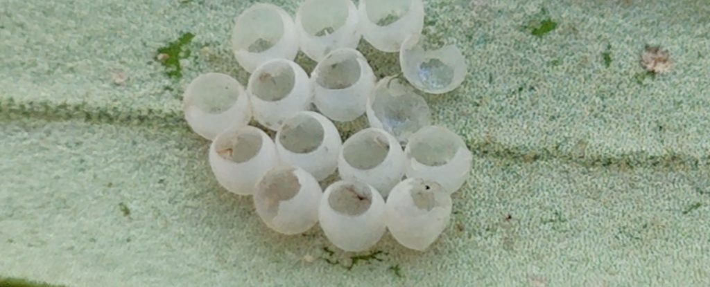 クサギカメムシの卵