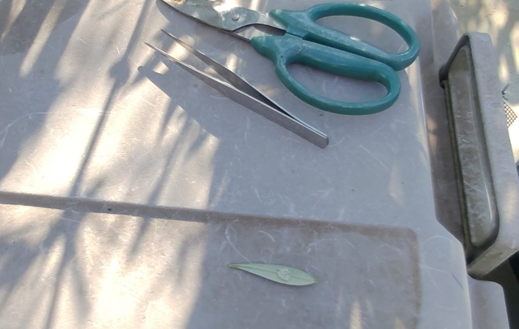 クサギカメムシの卵