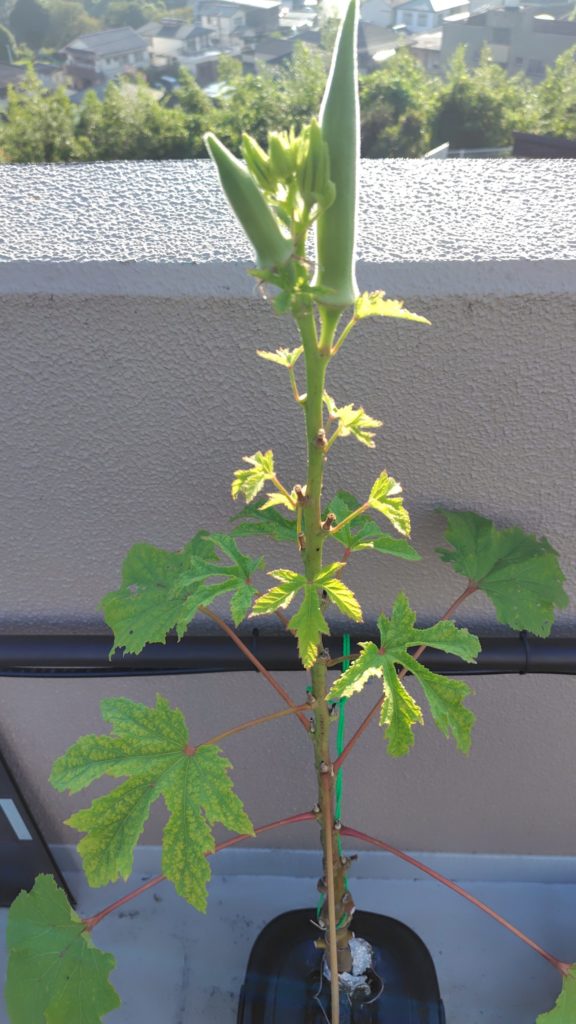 オクラの生育状況