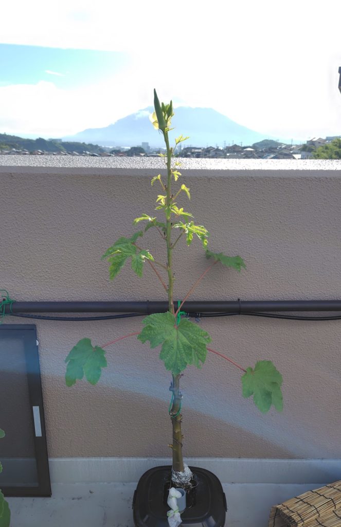 オクラの生育状況