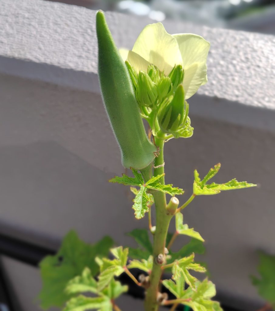 オクラの生育状況