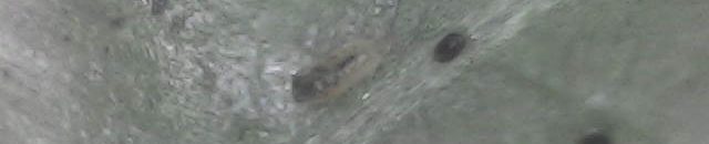 アザミウマの幼虫