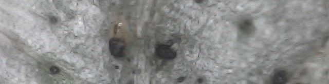 アザミウマの幼虫と糞？