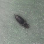 唐辛子の葉にいるアザミウマ