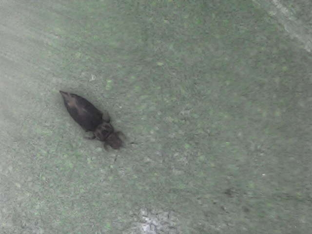 唐辛子の葉にいるアザミウマ