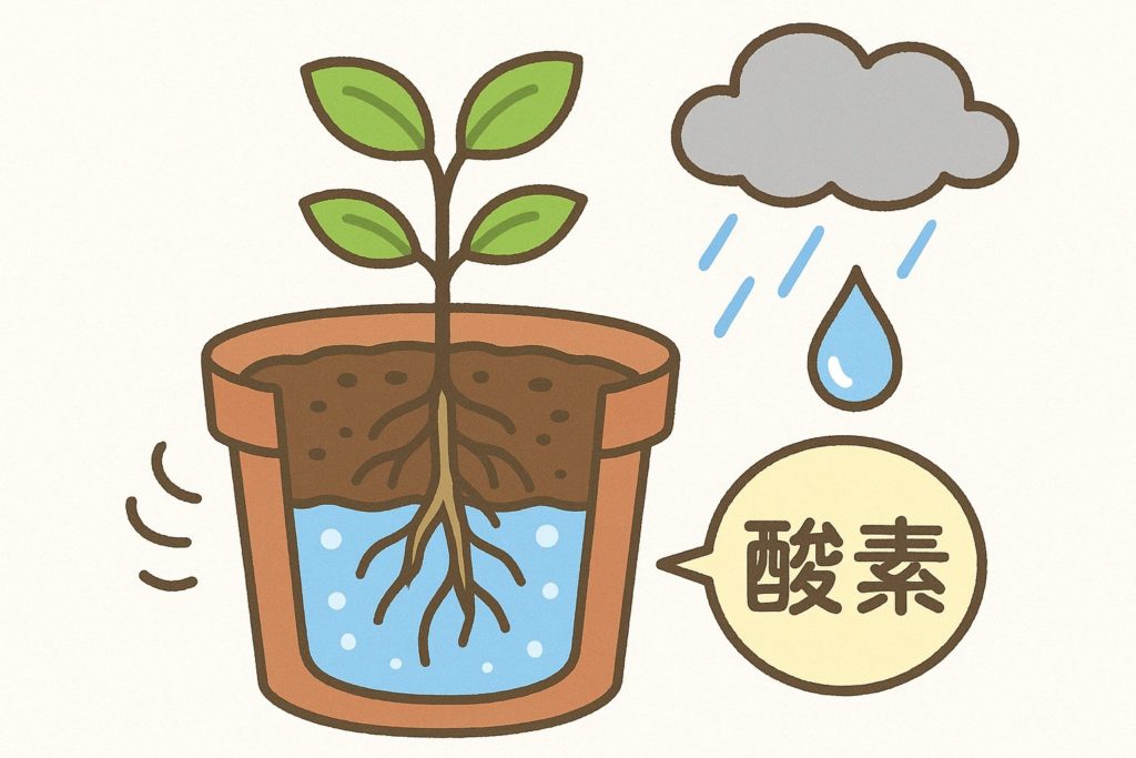 鉢の中に雨が入った様子