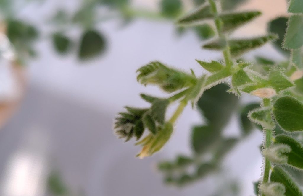 ひよこ豆の生育状況