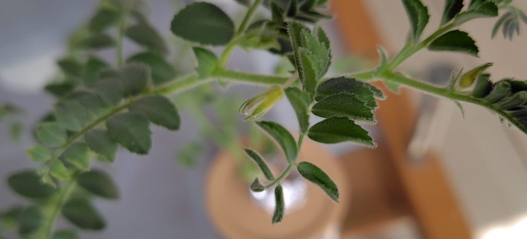 ひよこ豆の生育状況