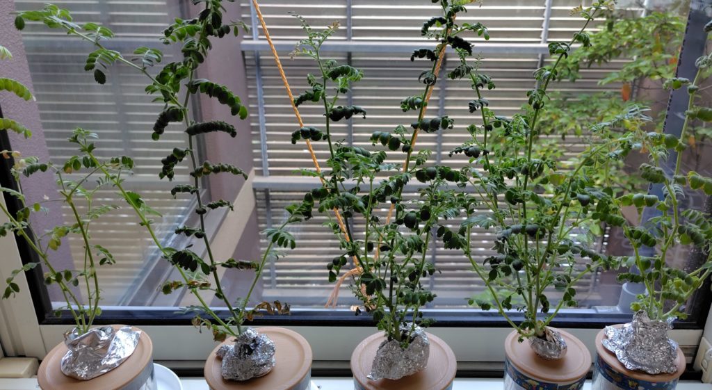 ひよこ豆の生育状況