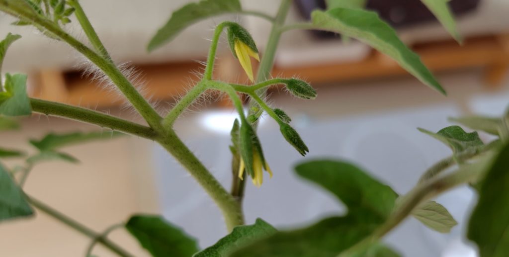 レッドチェリー