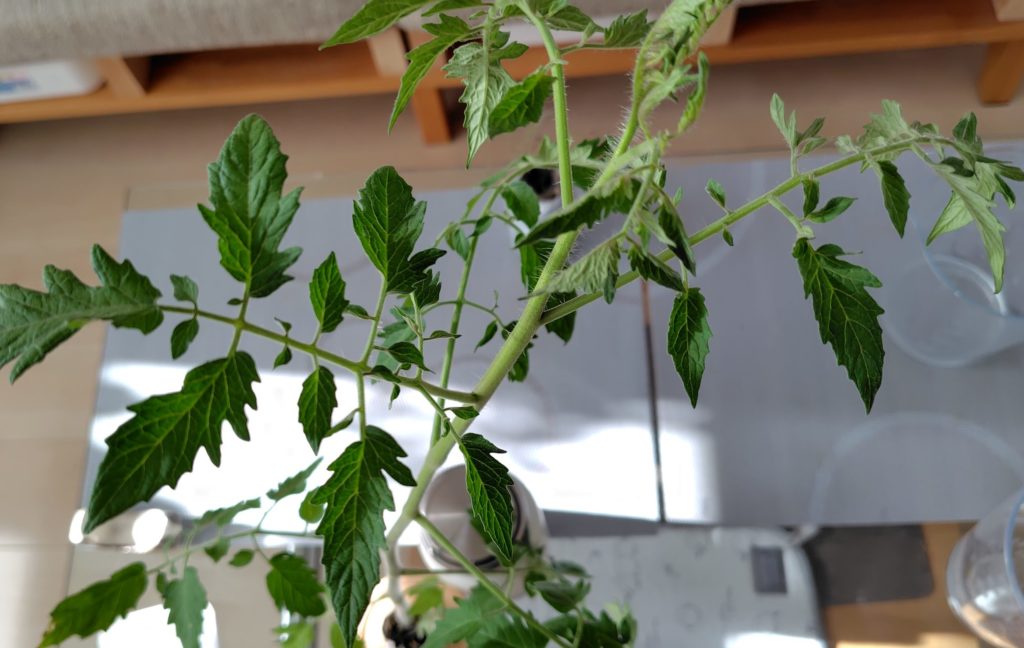 ブラックチェリー