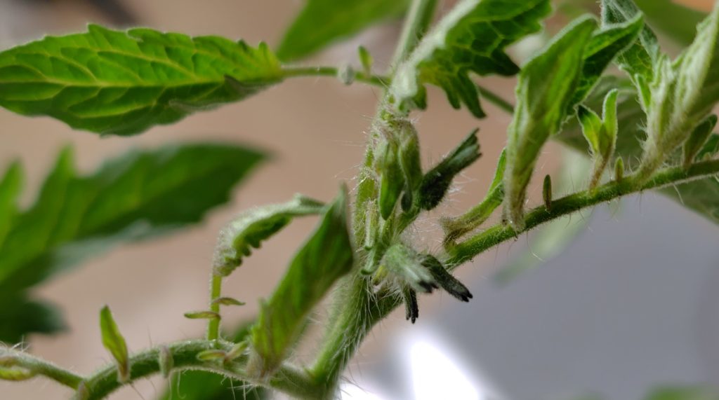 ブラックチェリー