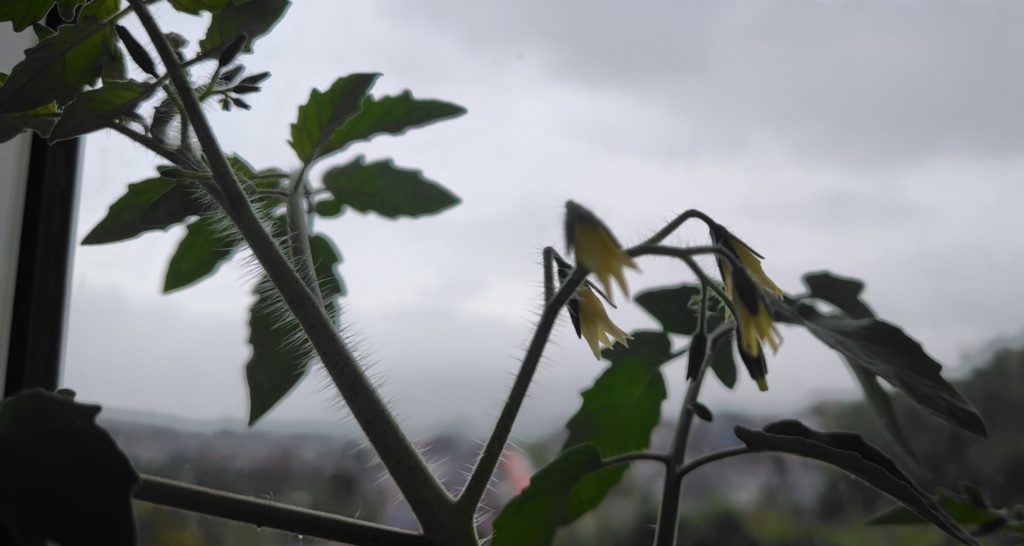 レッドチェリー