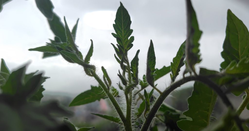 サンマルツァーノ