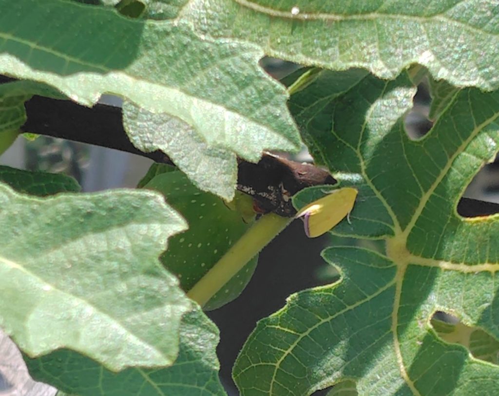 ベニモンアオリンガ