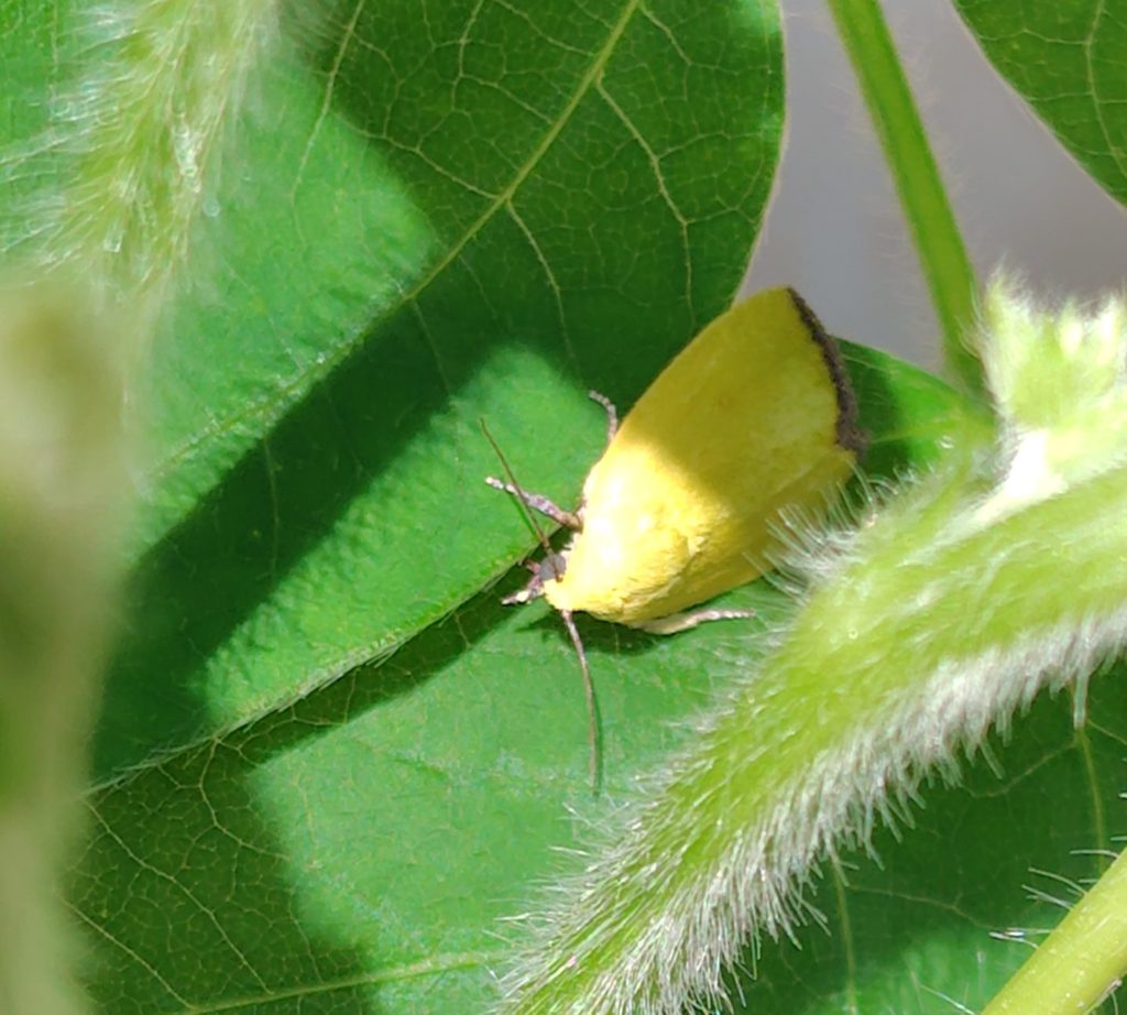 ベニモンアオリンガ