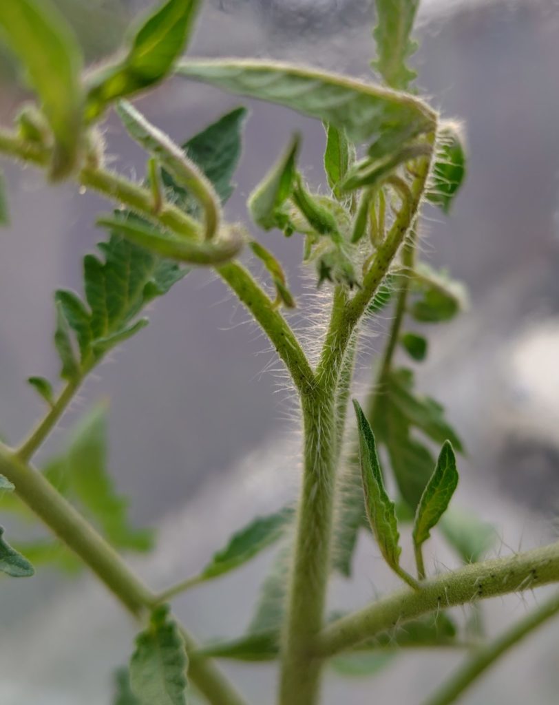 クオレディブエ