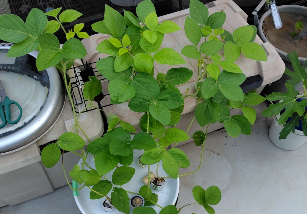 枝豆の生育状況