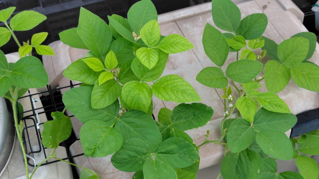 枝豆の生育状況