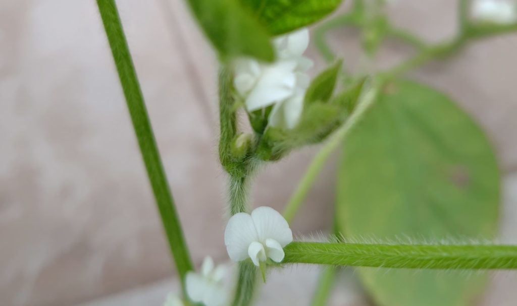 枝豆の生育状況