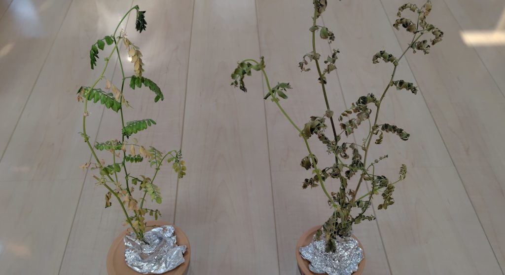 ひよこ豆の生育状況