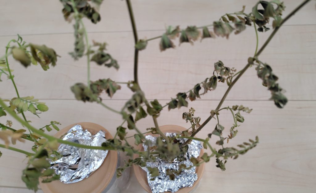 ひよこ豆の生育状況