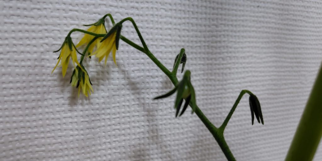 レッドチェリー