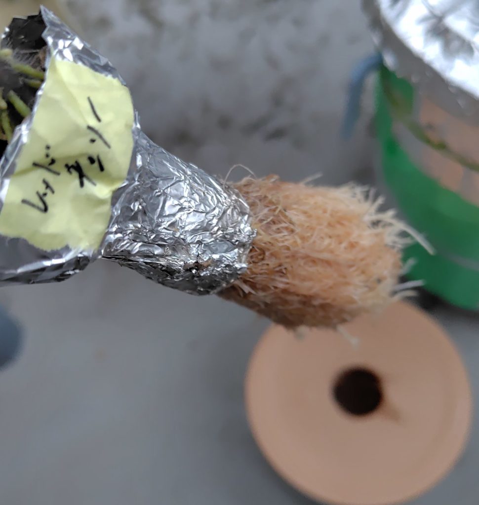 レッドチェリー