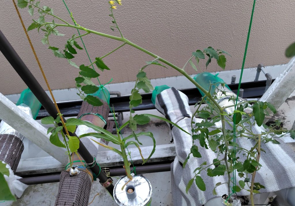 レッドチェリー