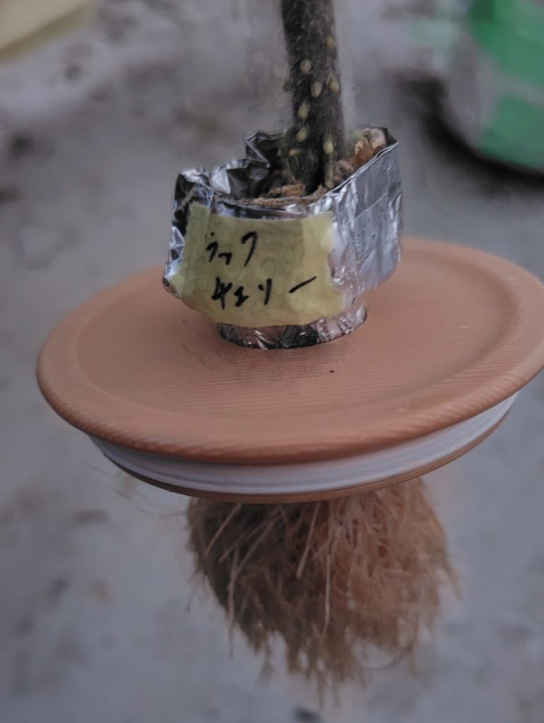 ブラックチェリー