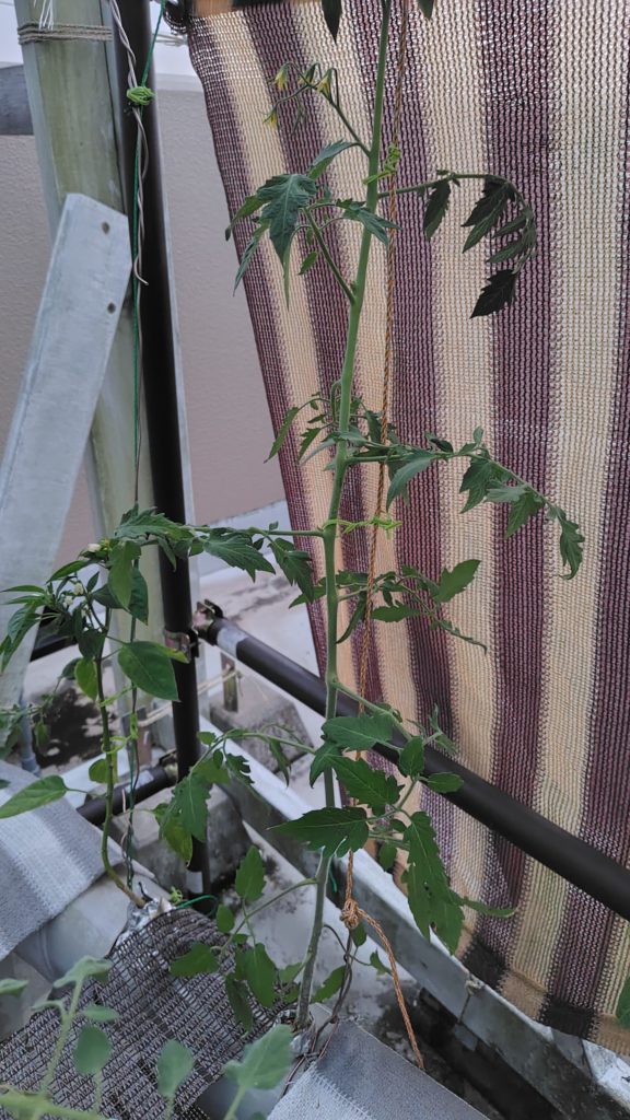 ブラックチェリー