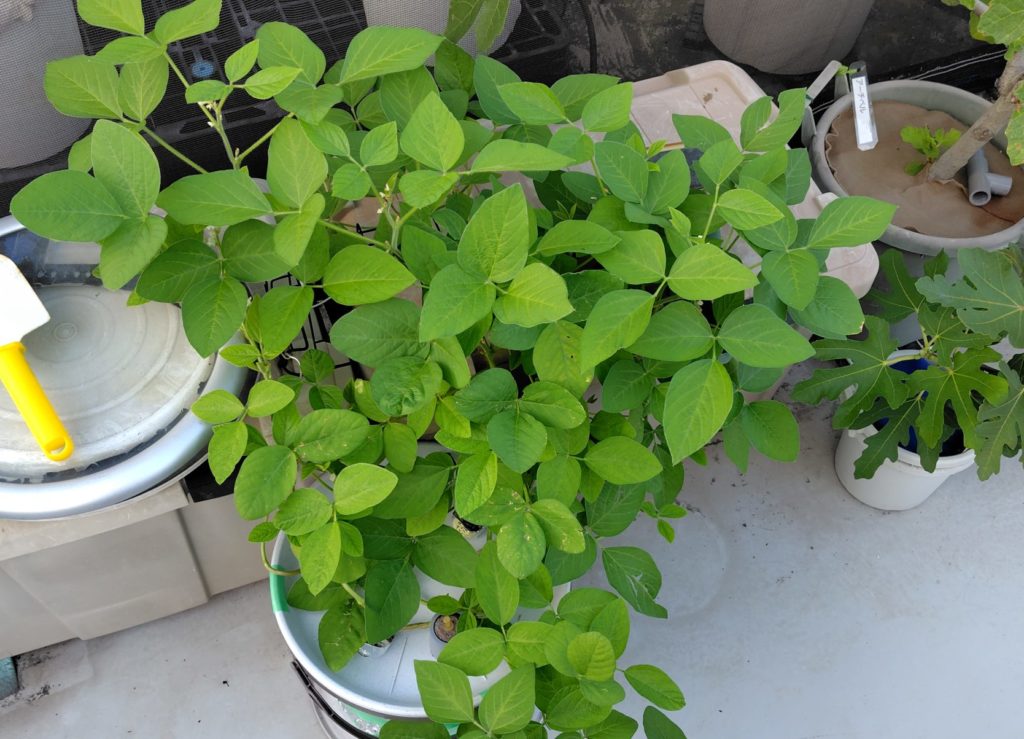 枝豆の生育状況