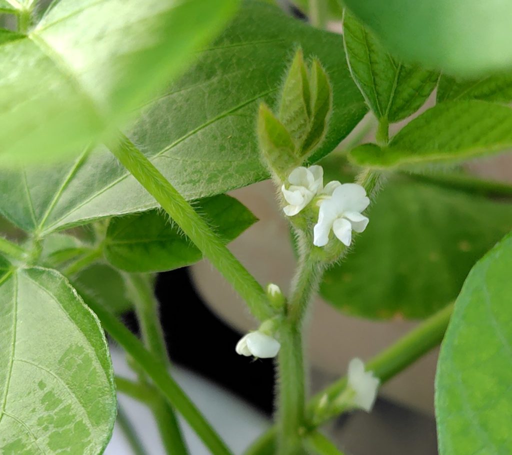枝豆の生育状況