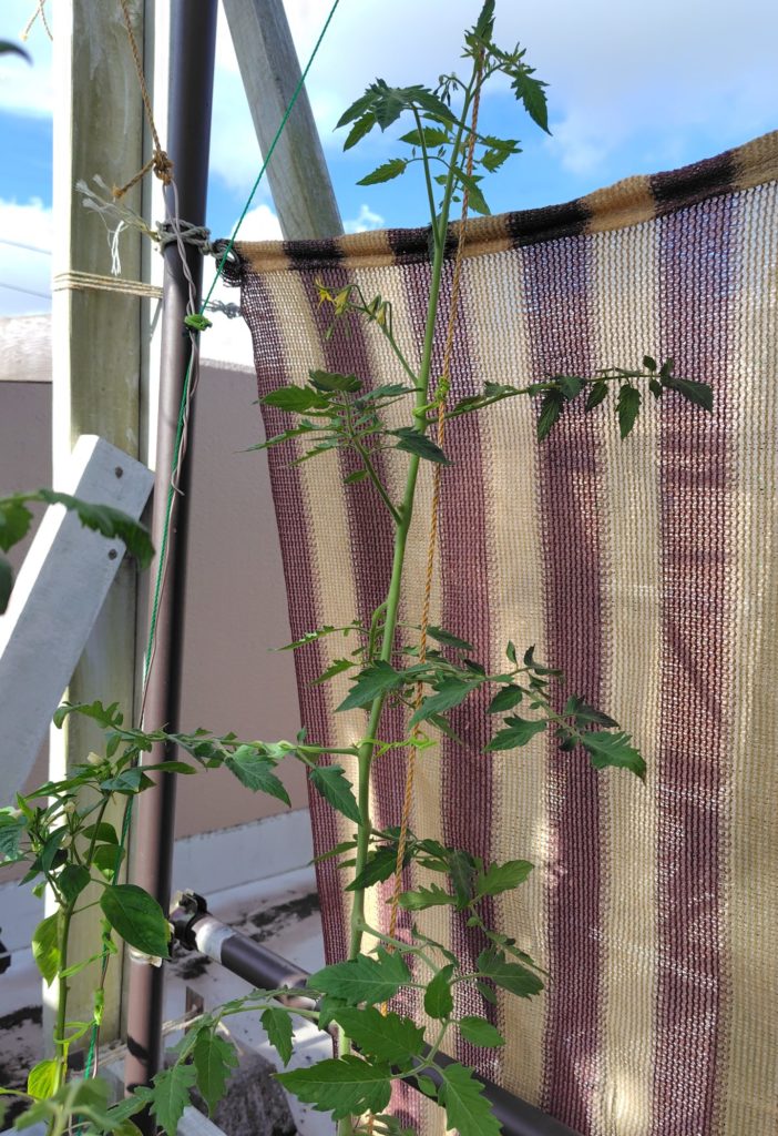 ブラックチェリー