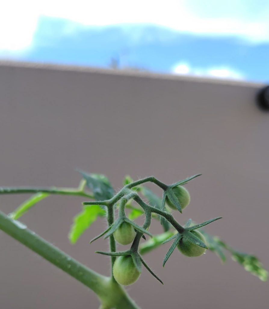 レッドチェリーの実