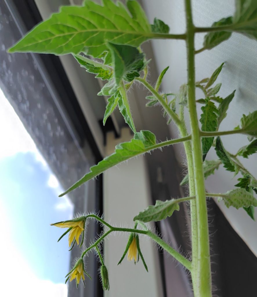 サンマルツァーノ