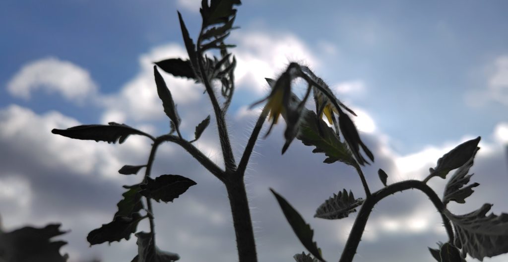 クオレディブエ