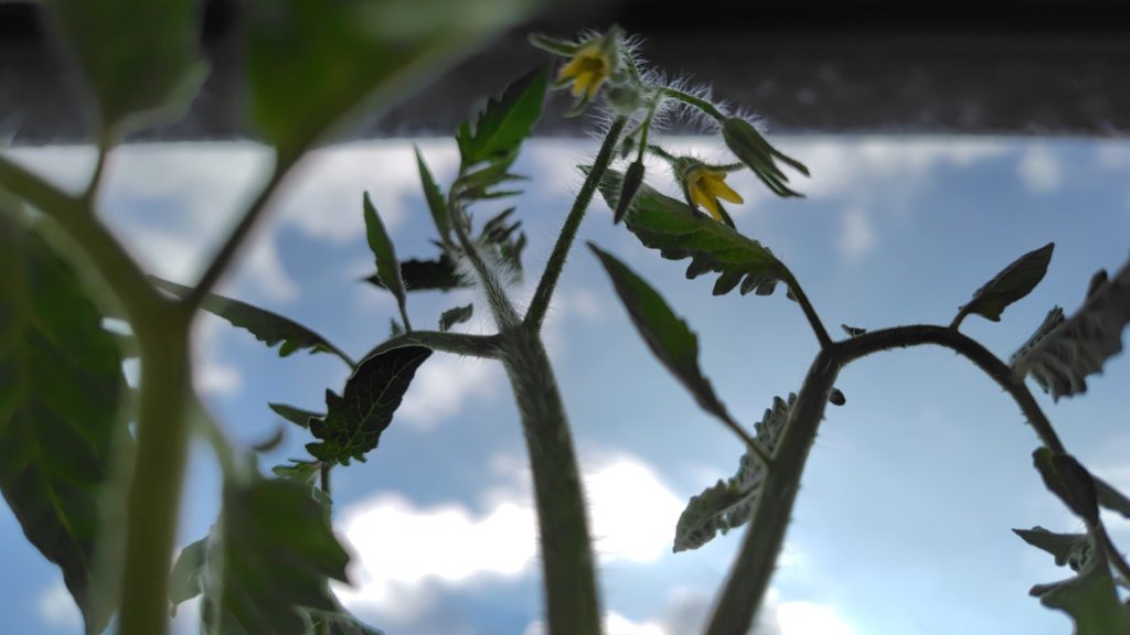 クオレディブエ