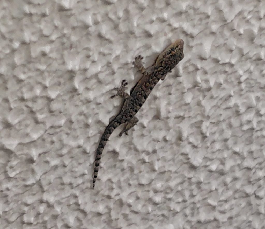 発見したヤモリ