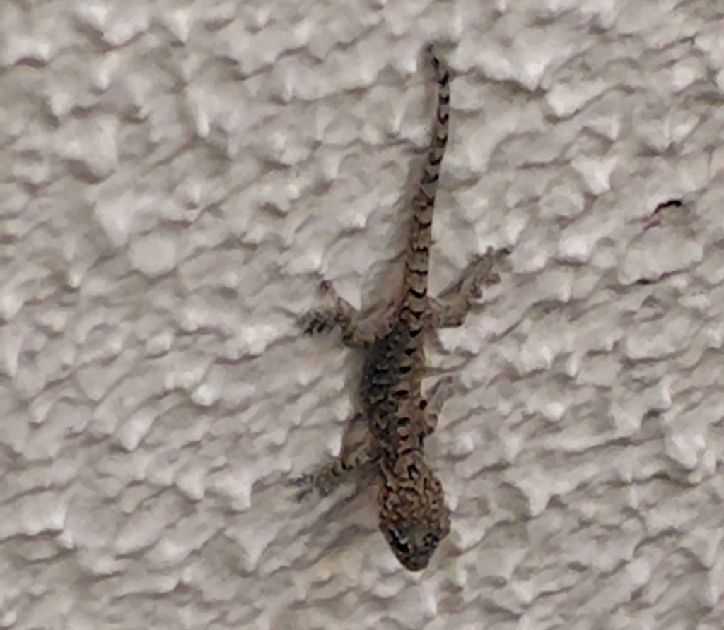 発見したヤモリ