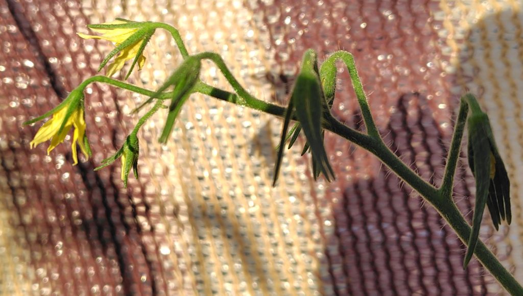 ブラックチェリー