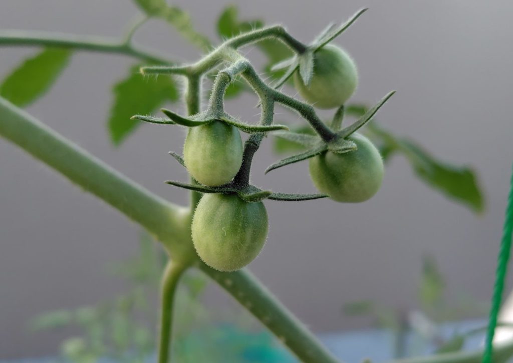 レッドチェリー