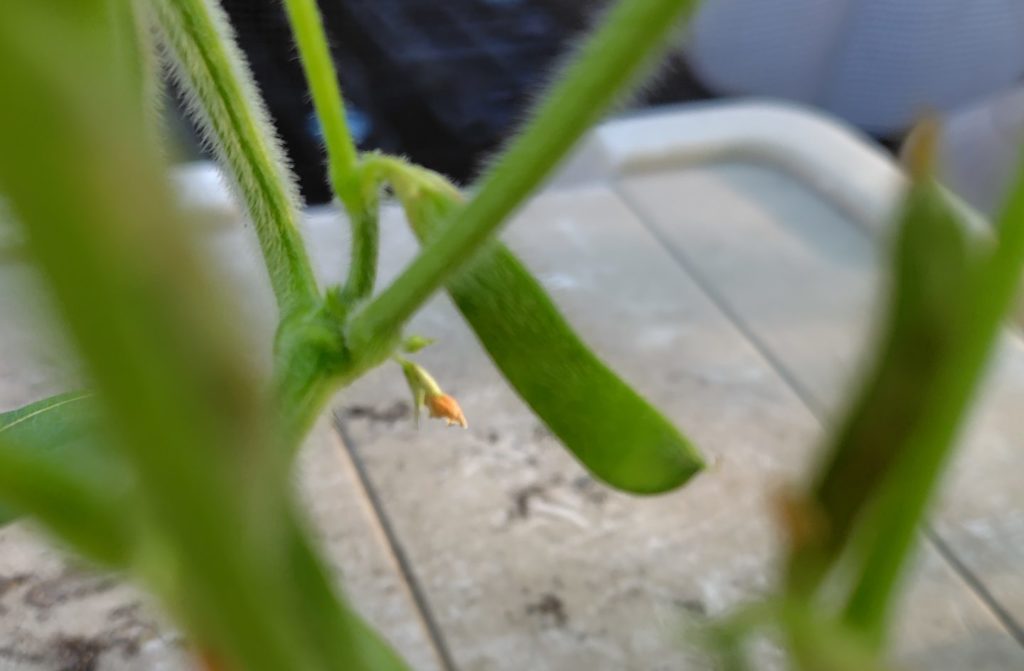 枝豆の生育状況