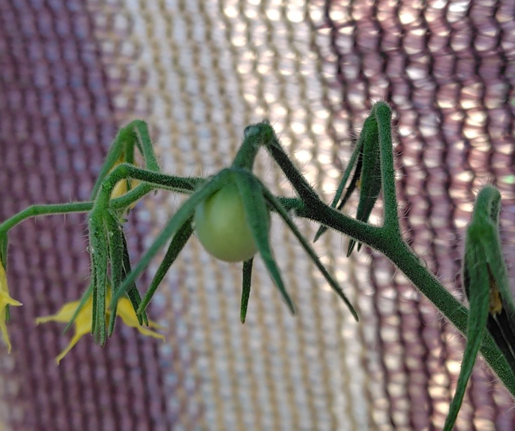 ブラックチェリー