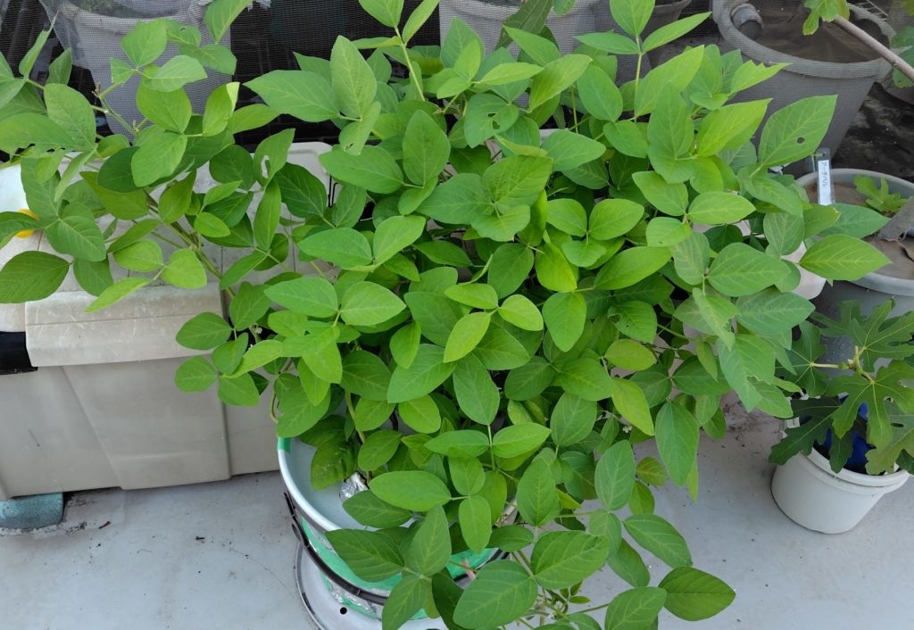 枝豆の生育状況