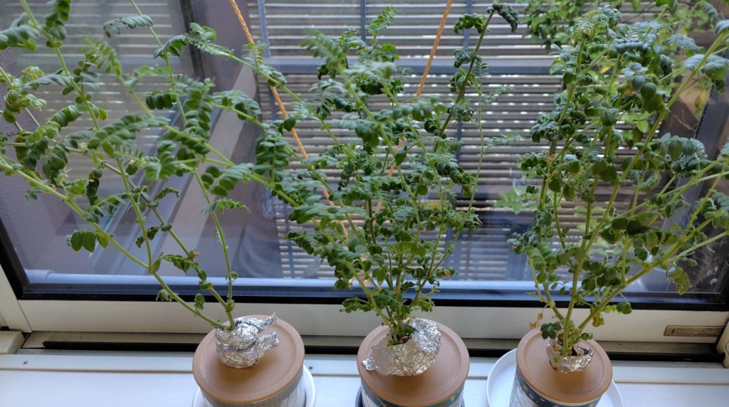 ひよこ豆の生育状況