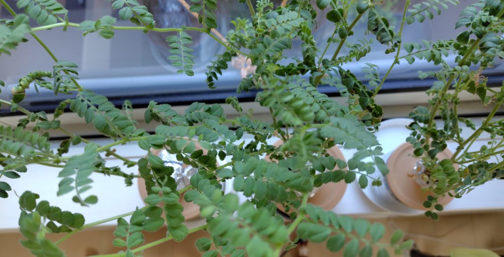 ひよこ豆の生育状況