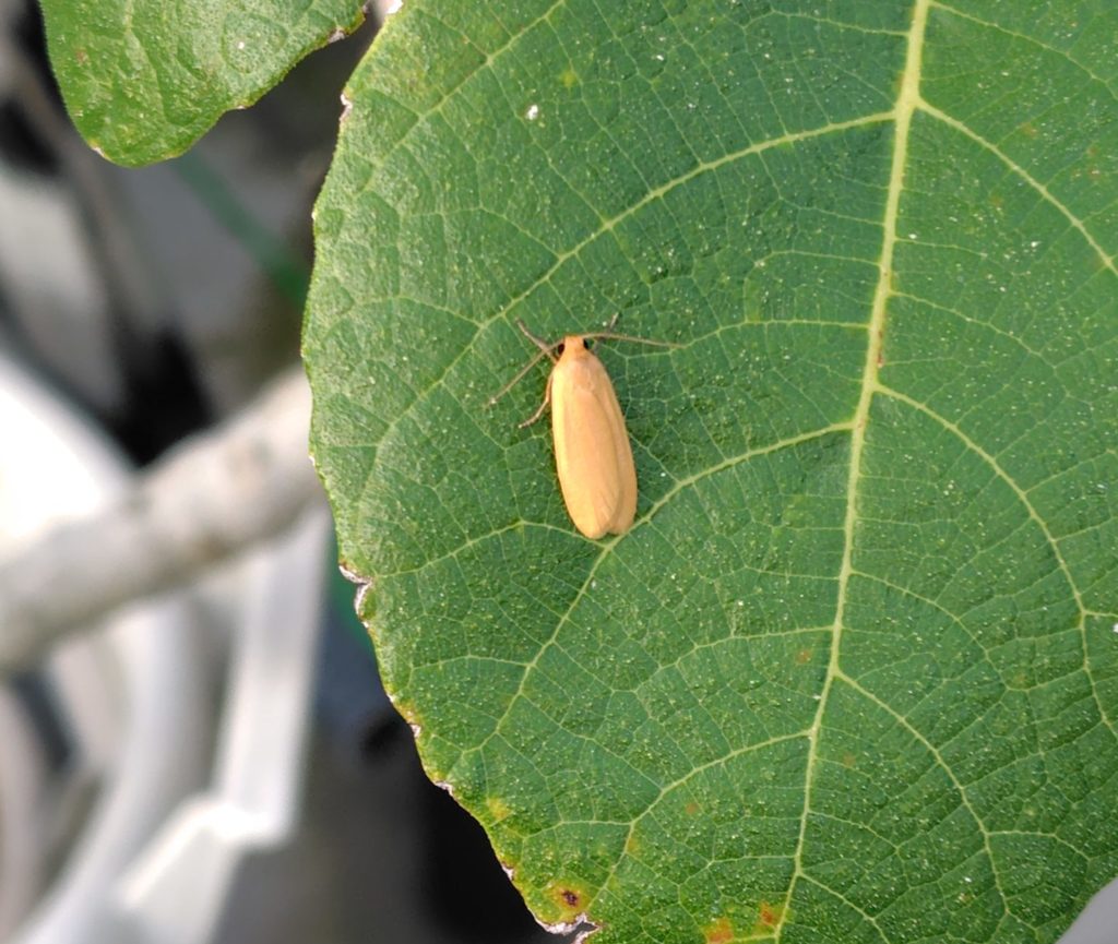 ヤネホソバの成虫