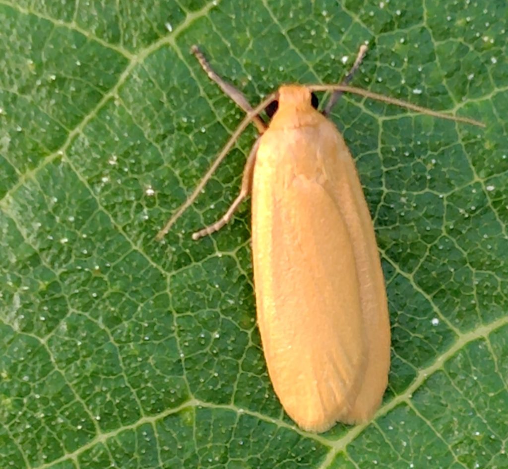 ヤネホソバの成虫